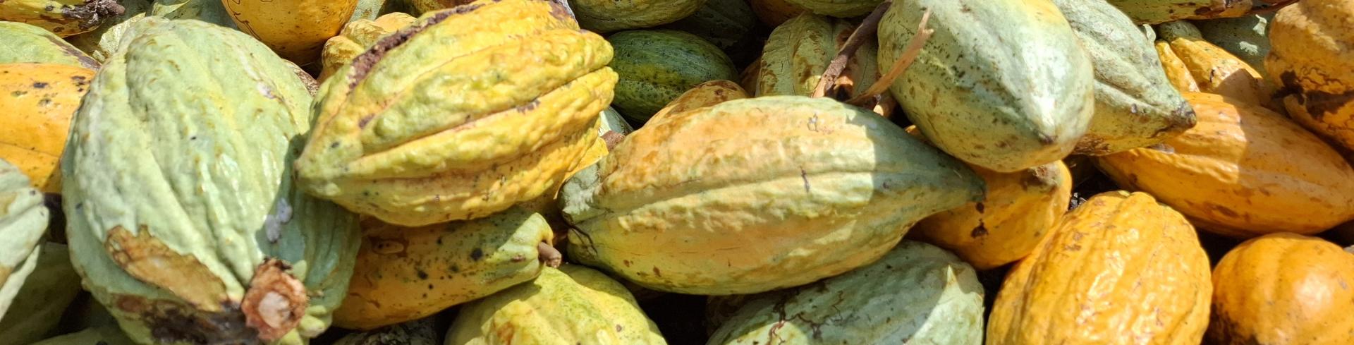 COCOA PODS