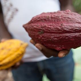 cocoa