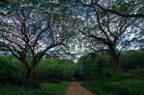 FOREST PROTECTION 