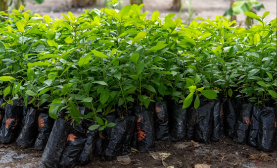 PLANTING MATERIAL