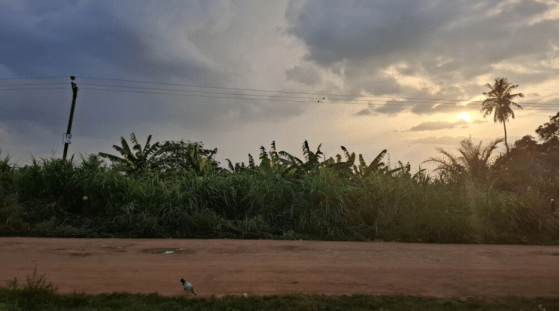  ASSISTED NATURAL REGENERATION (ANR) 