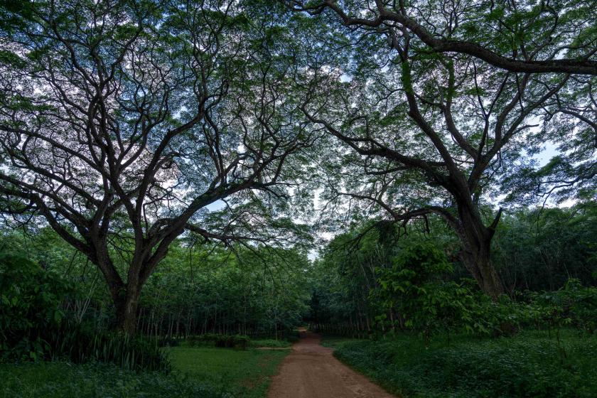 FOREST PROTECTION, RESTORATION