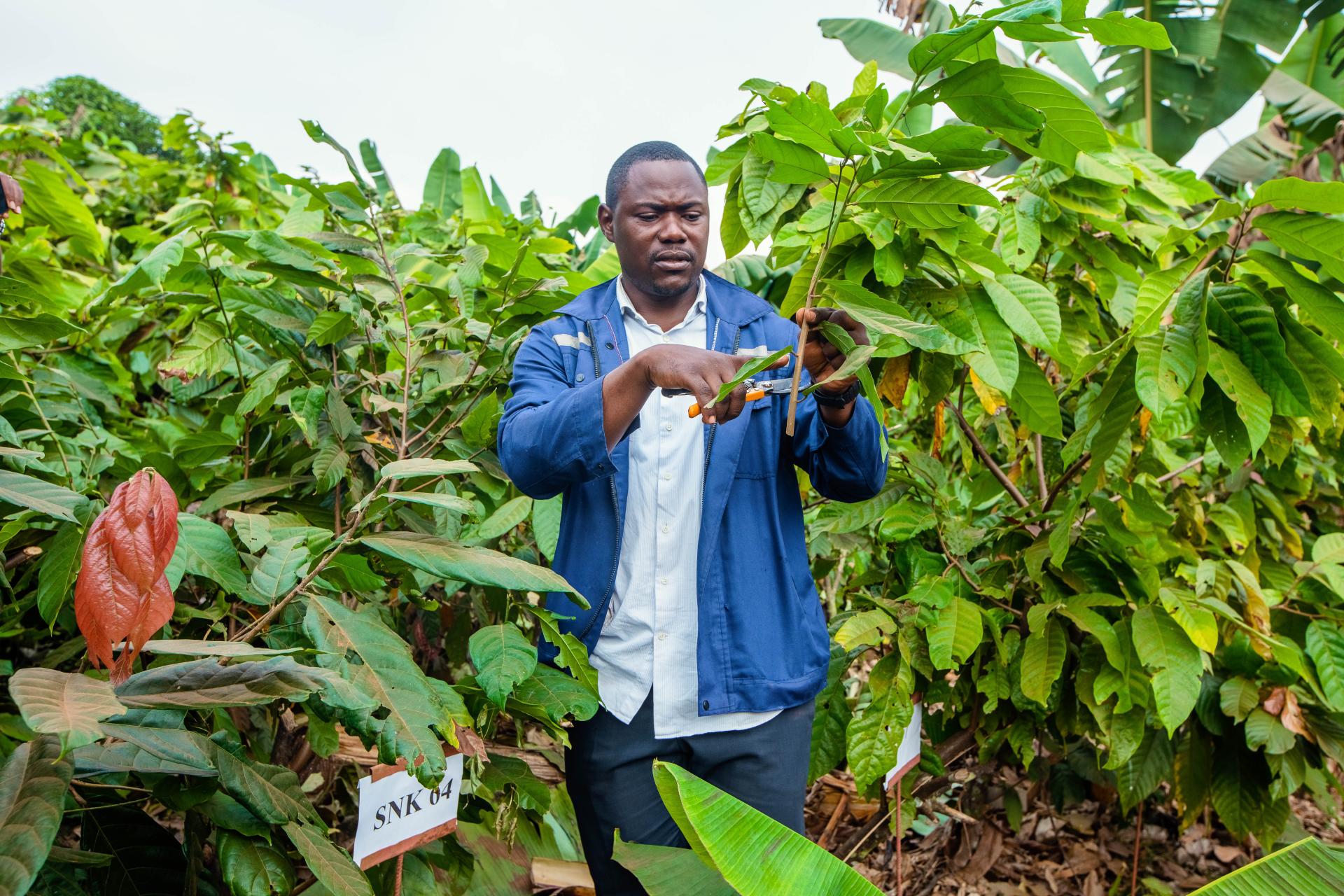 Cacao tree_budwood garden_CIRAD_Cameroon 2026