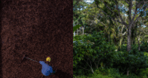 cocoa