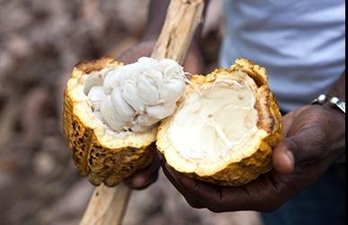 cococa image
