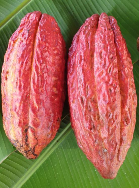 Criollo