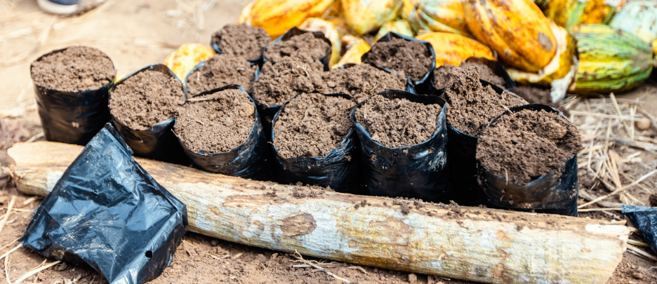 Community nurseries 
