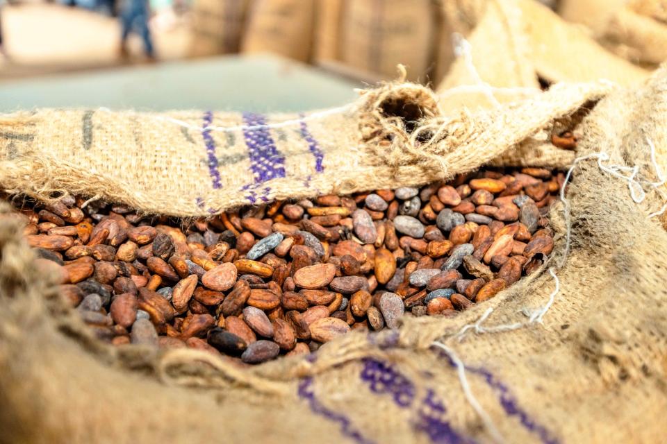 Cocoa beans in a bag_Cameroon 2026