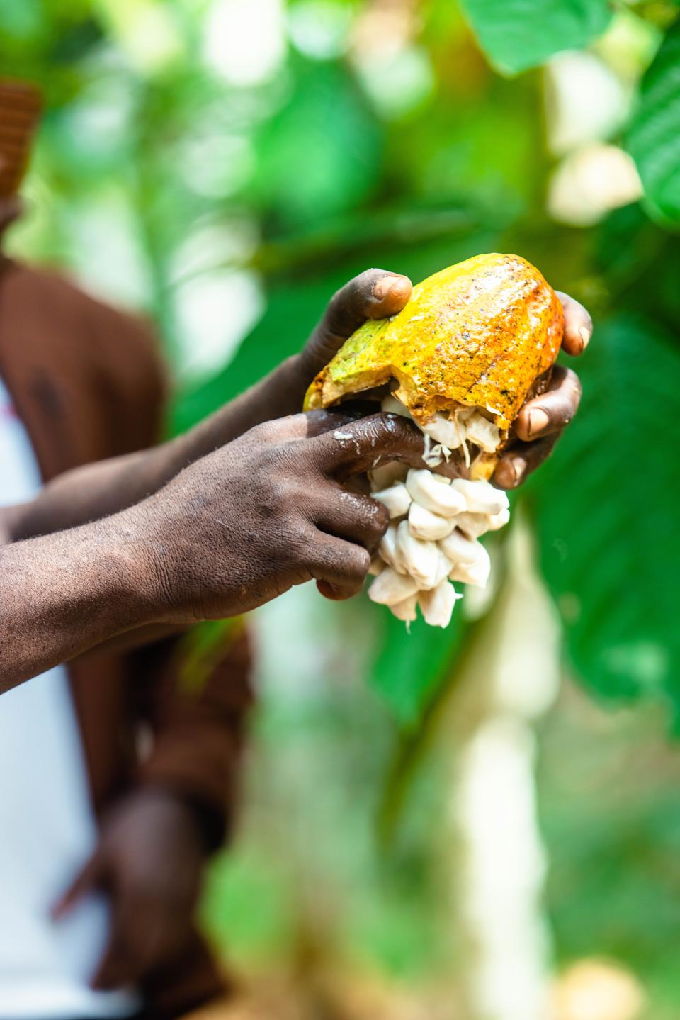 Cocoa pod_harvest_Cameroon 2026