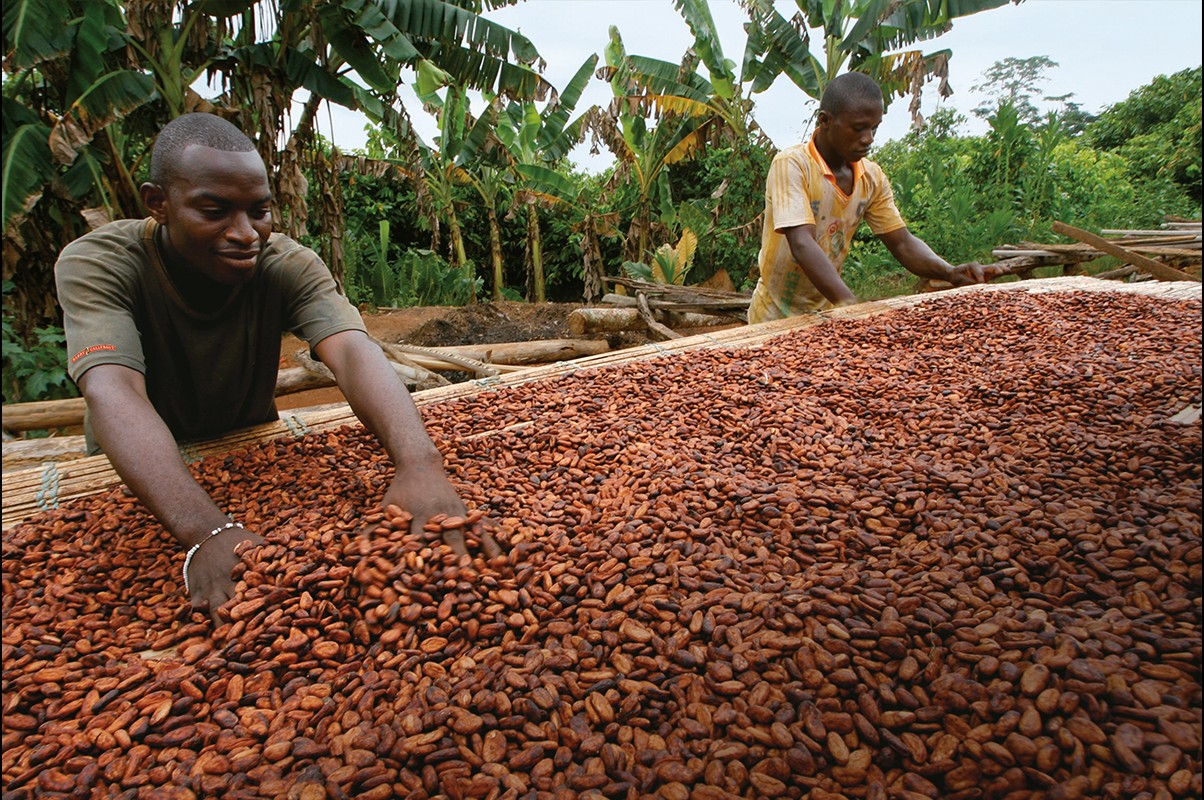 Séchage des fèves de cacao